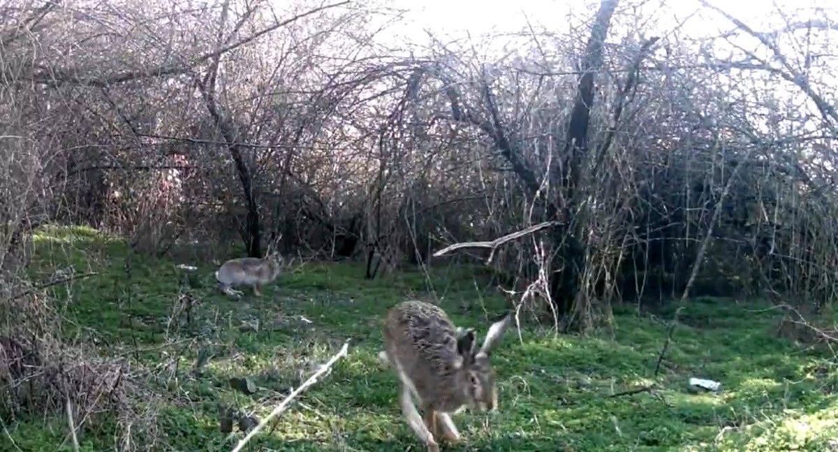 Çankırı'da yaban hayatı kamerada