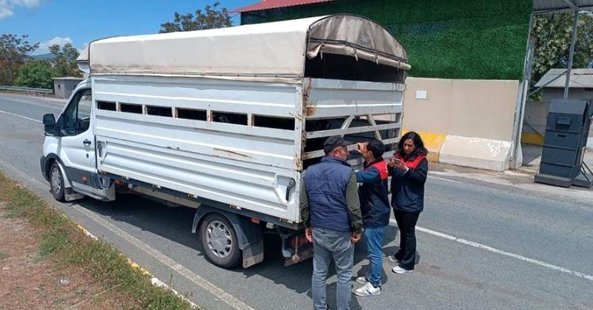 Elazığ'da Kurban Bayramı öncesi hayvan sevklerine sıkı denetim