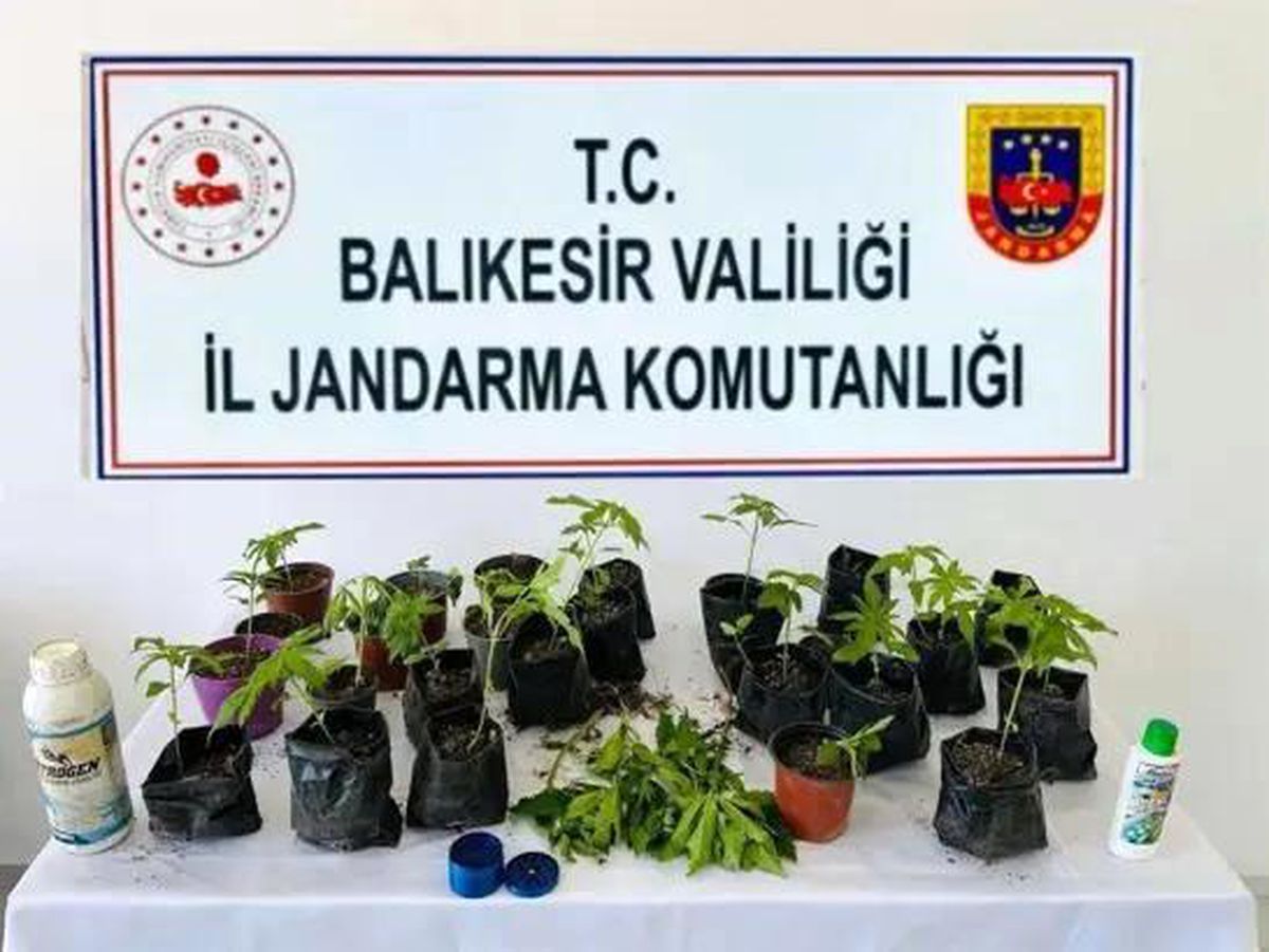 Erdek'te jandarmadan kenevir operasyonu