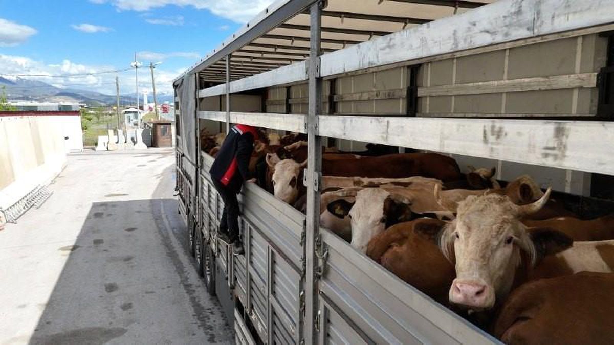 Erzincan'da kurbanlık sevkiyatına sıkı denetim