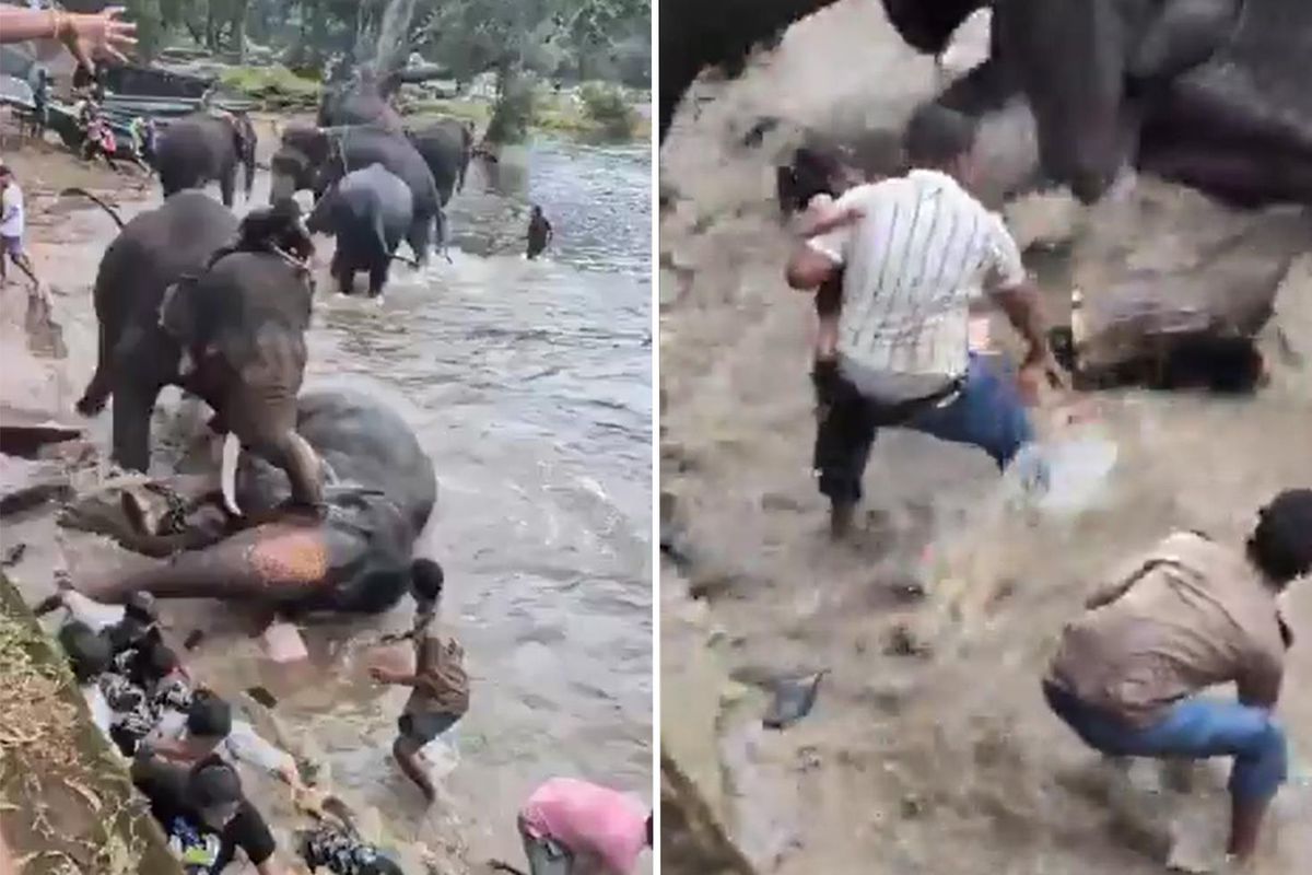 Hindistan'da iki fil birbirine girdi, bir turist hayatını kaybetti