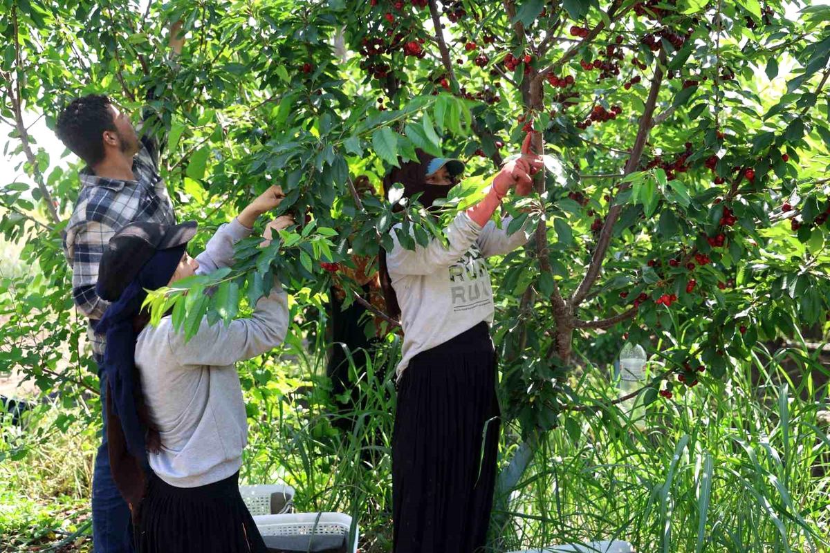 İspanyol kirazı Adana'dan Avrupa'ya ihraç ediliyor