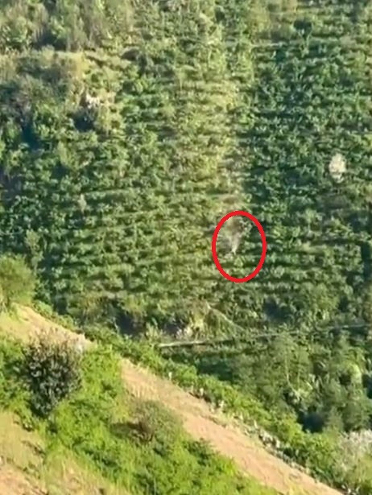 Giresun'da Kamyonet Yamaçtan Taklalar Atarak Yuvarlandı: 2 Yaralı