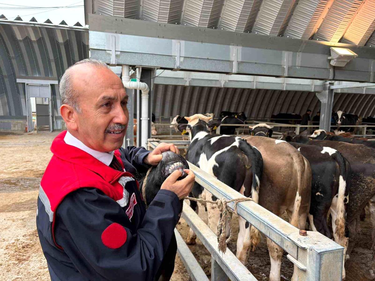 Müdür Düzgün: '256 kesim yeri için onay verildi'