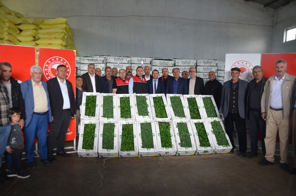 Muş'ta çiftçilere 570 bin domates ve biber fidesi dağıtımına başlandı