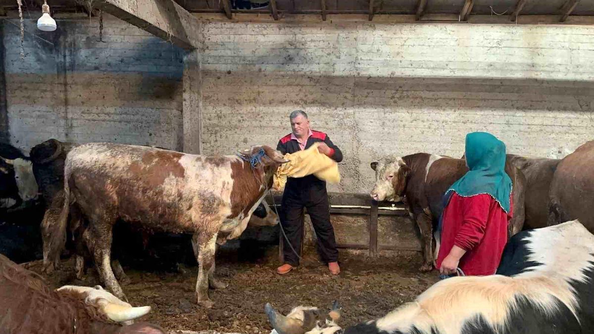 Ordu'da kurbanlık hayvan pazarlarında hareketlilik başladı