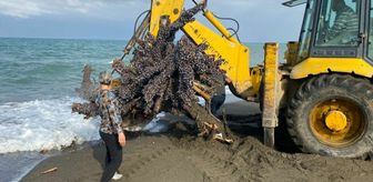 Samandağ ilçesinde deniz kıyısındaki ağaç iş makinesiyle kaldırıldı