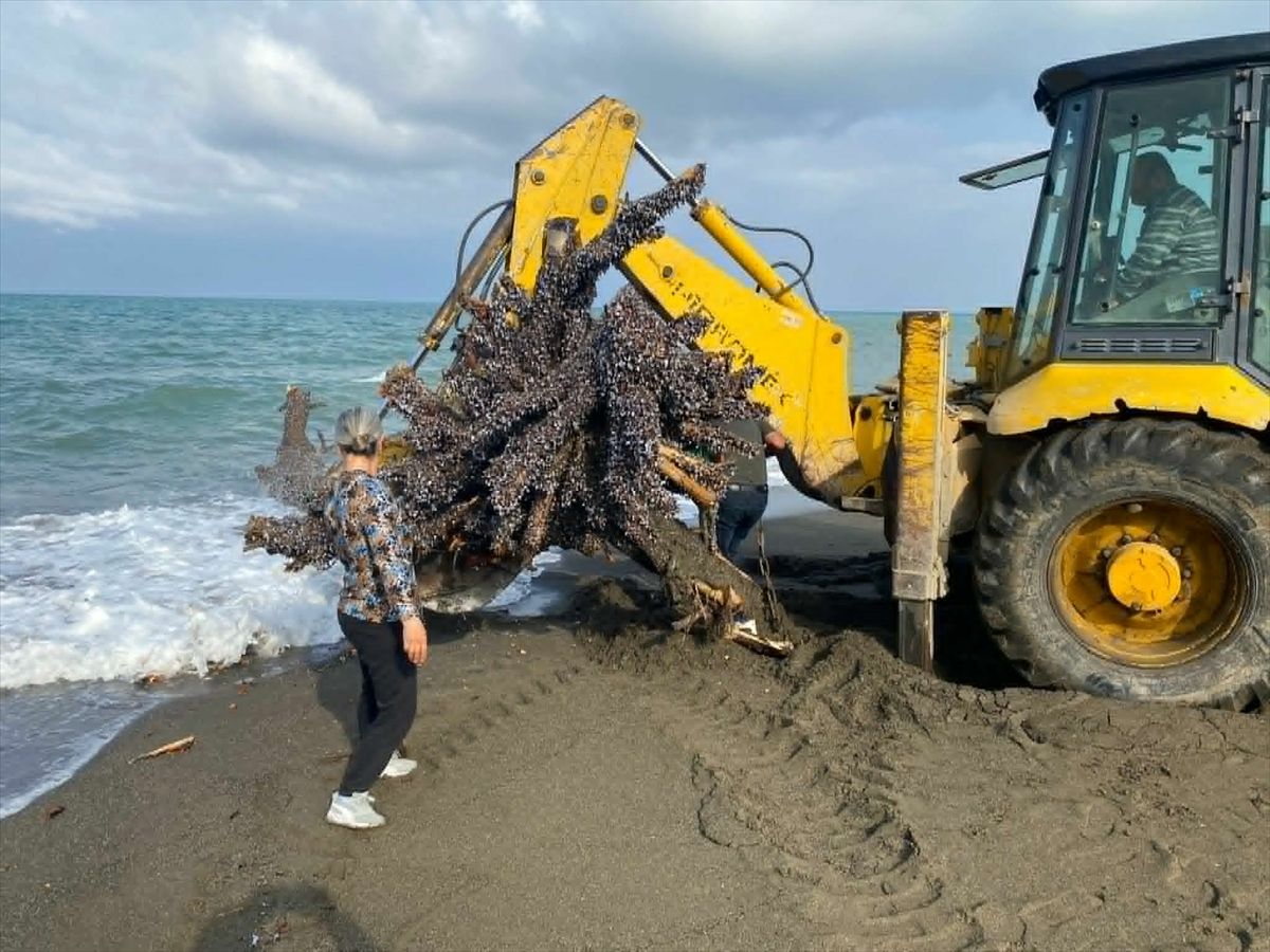 Samandağ ilçesinde deniz kıyısındaki ağaç iş makinesiyle kaldırıldı