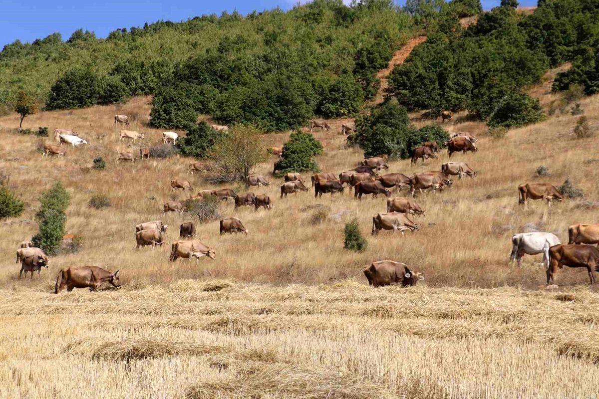 Sivas'ta büyükbaş hayvan sayısı azaldı