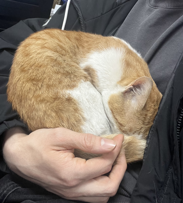 dukkaninin onunde buldugu kedi 19860892 3125 1 m