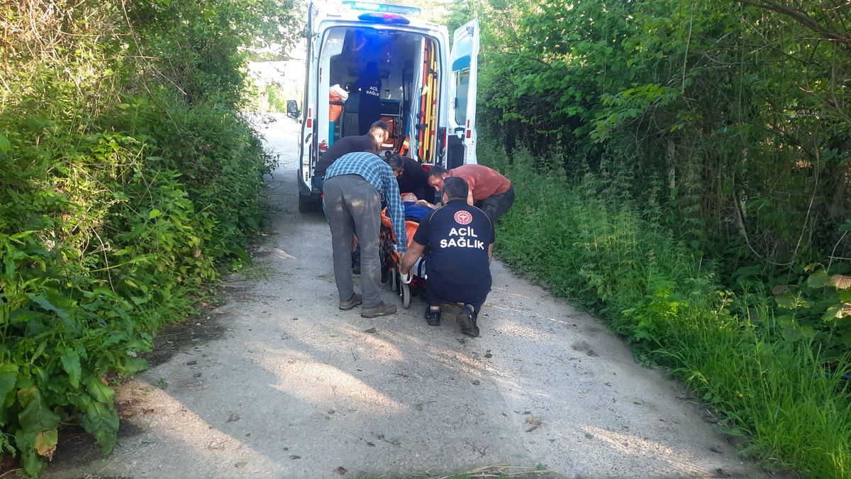 Cide'de Bal Arısı Sokması: Kadın Hastaneye Kaldırıldı