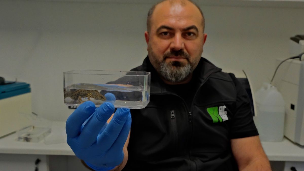 Ormanya'da üç yeni endemik semender türü keşfedildi