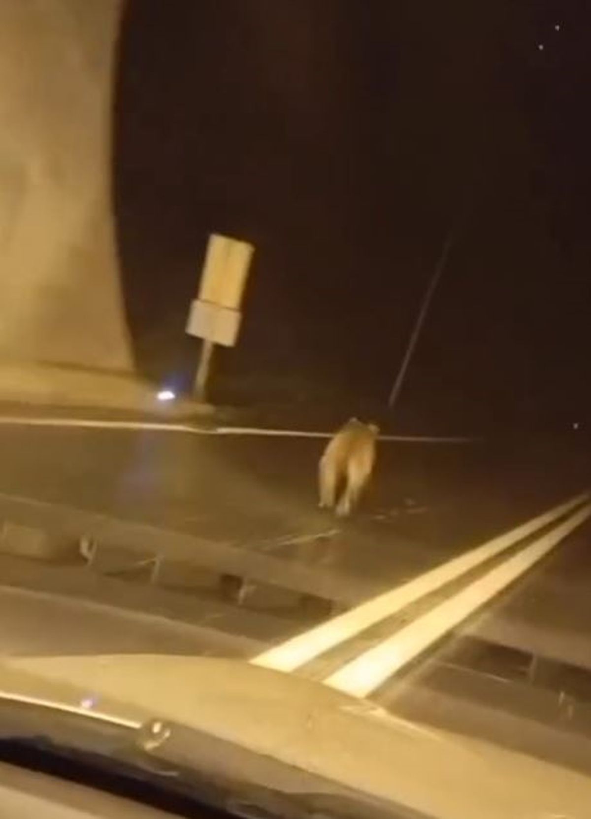 Tünele giren bozayı kamerada