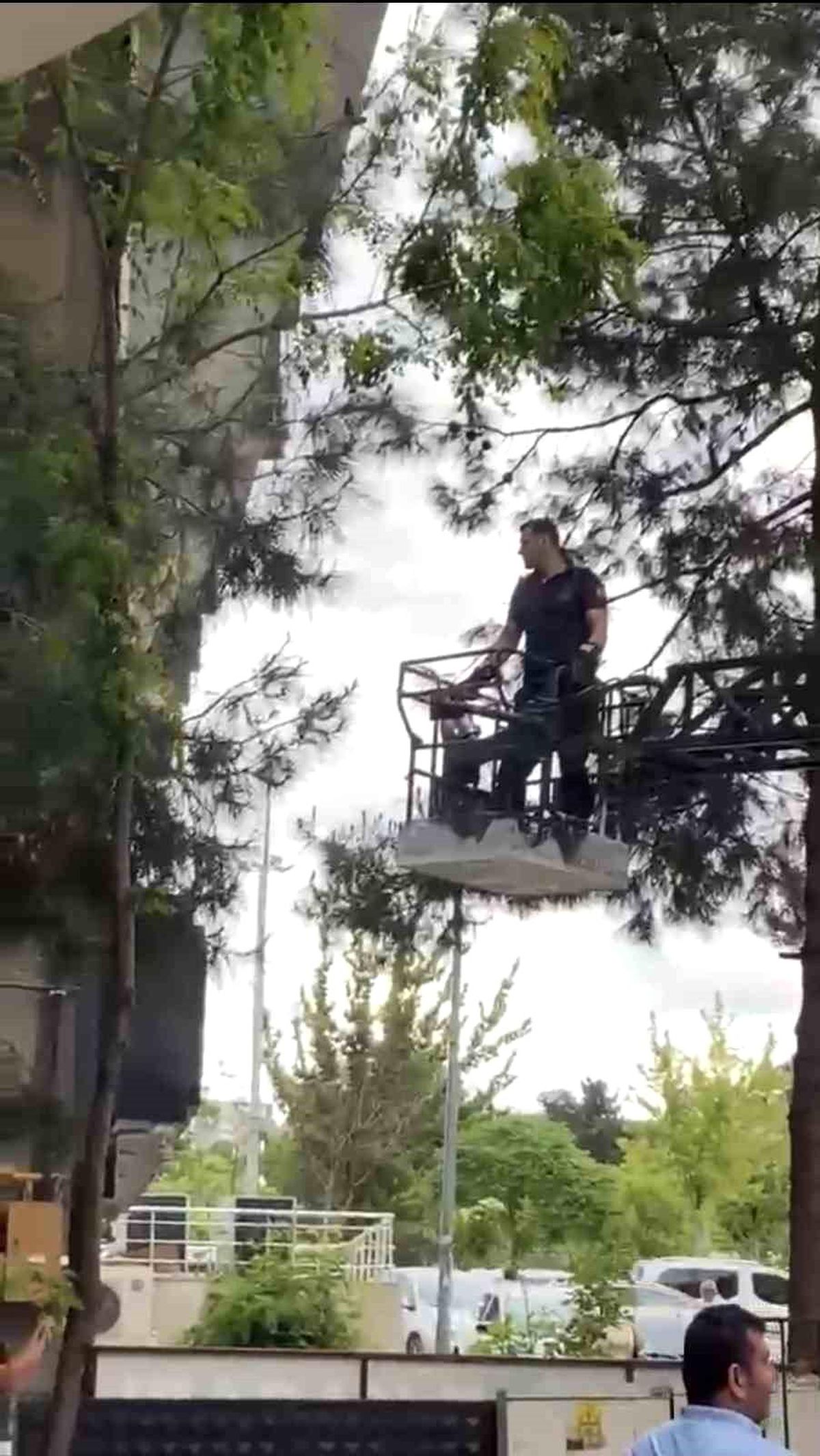 Ağaçta mahsur kalan kediyi itfaiye kurtardı