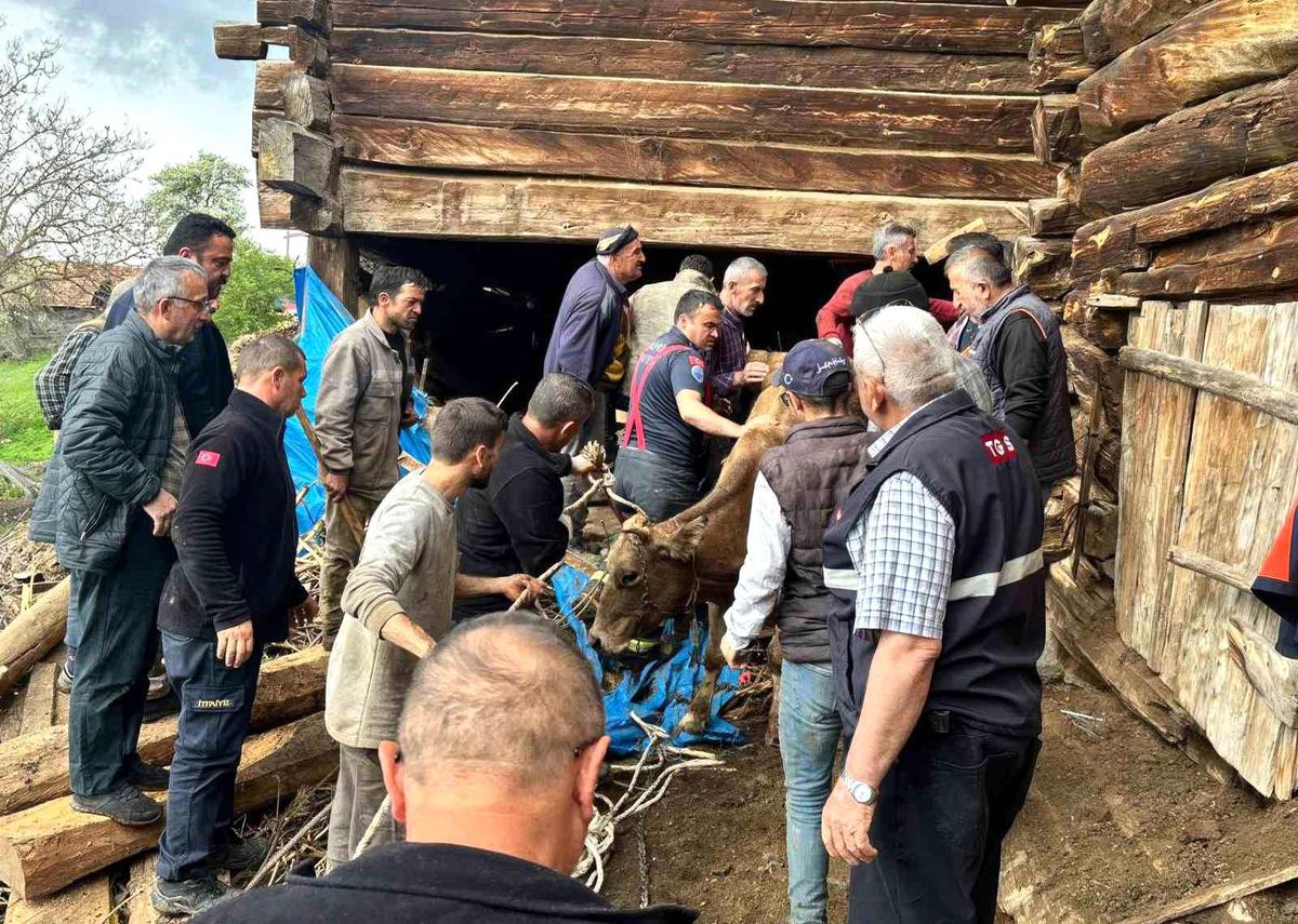 Ahır göçüğünde can pazarı: Kadın ağır yaralı kurtarıldı, hayvanlar enkaz altında kaldı