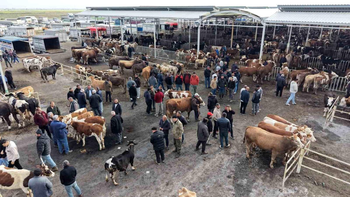 Aksaray'da hayvan pazarında kurban hareketliliği yaşanıyor