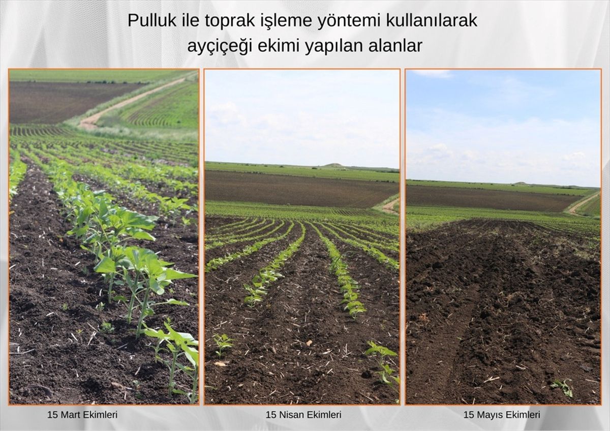 Ayçiçeğinde verimi artıracak proje kapsamında ikinci yıl ekimleri yapıldı