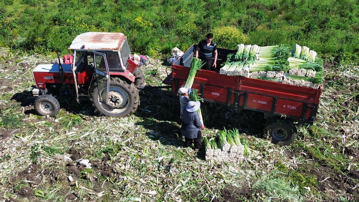 Bafra Ovası'nda pırasa hasadında sona gelindi