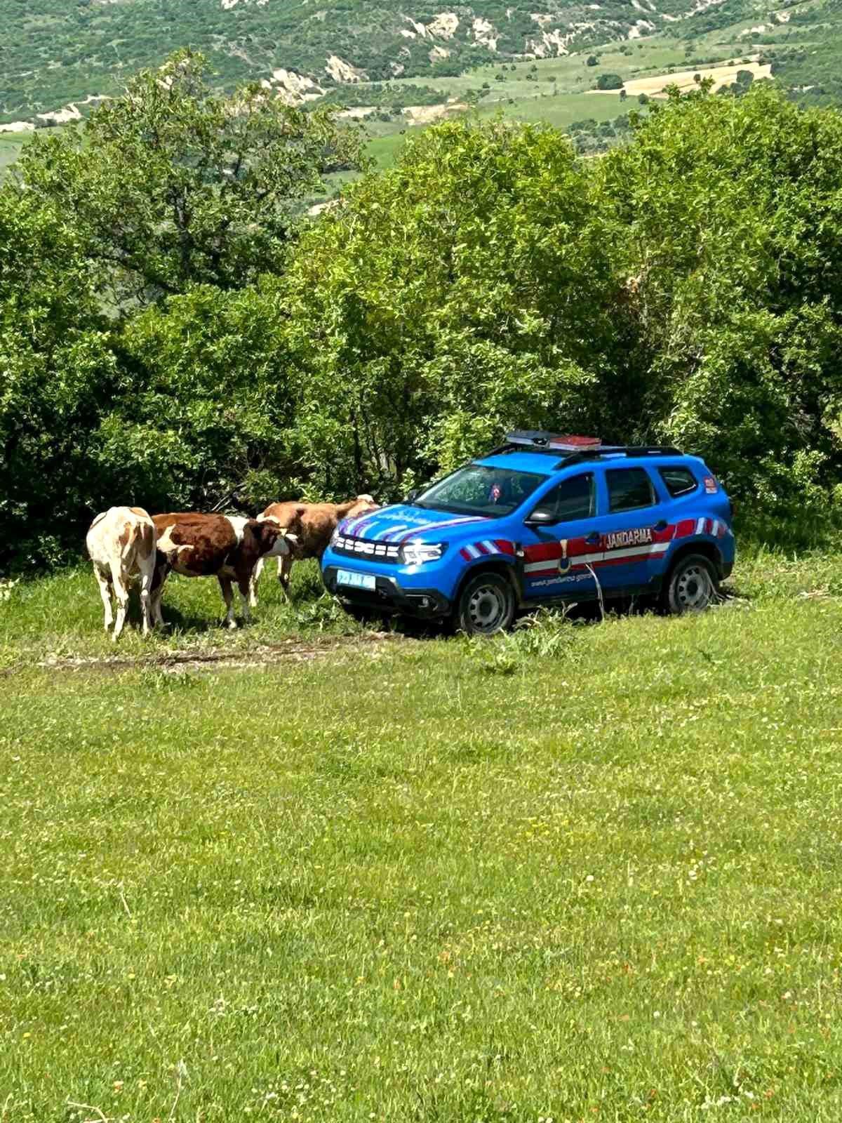 Elazığ'da kaybolan inekler dron ile bulundu