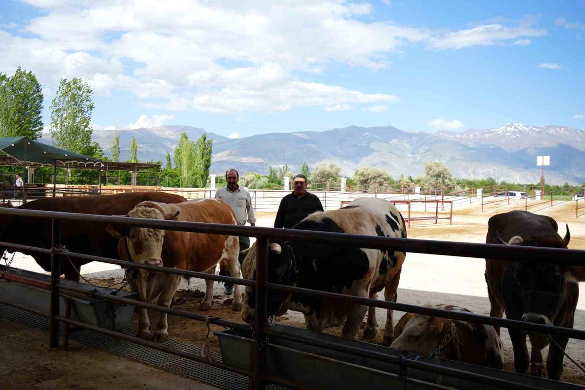 Erzincan'da Kurban Bayramı hareketliliği başladı