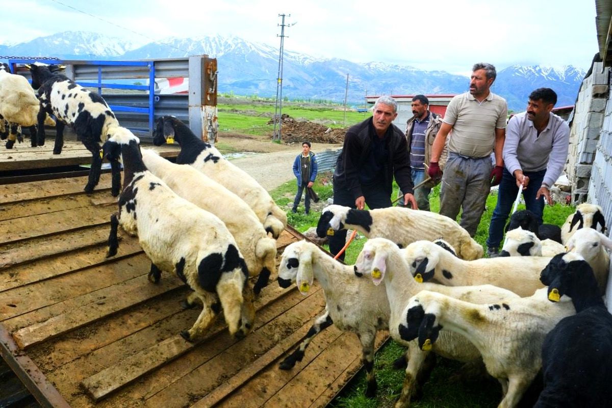 Erzincan'da tulum peyniri için zorlu yayla yolculuğu başladı