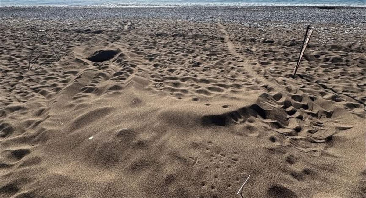 İztuzu Sahili'ndeki caretta caretta yuva sayısı 21'e ulaştı