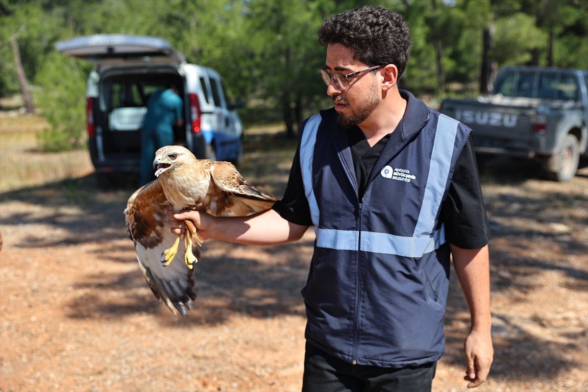 Antalya'da tedavisi tamamlanan kızıl şahin doğaya salındı