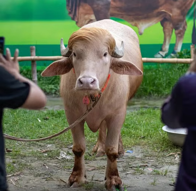 Albino buffalo at the farm