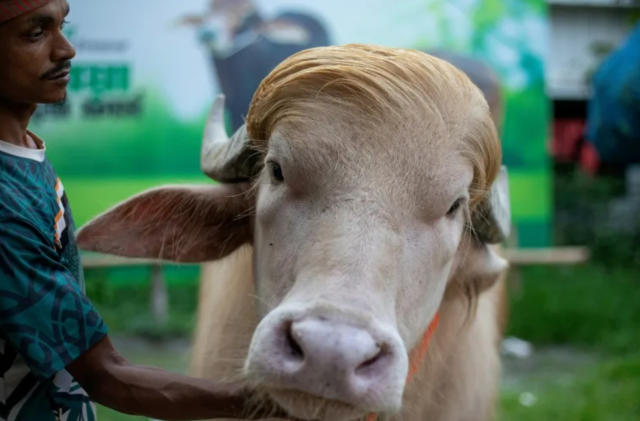 Buffalo with blonde hair resembling Donald Trump