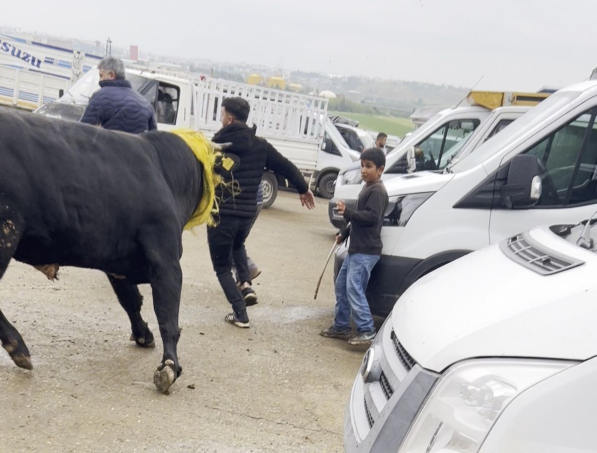 Canlı hayvan borsasında kaçan boğa paniğe neden oldu; o anlar kamerada