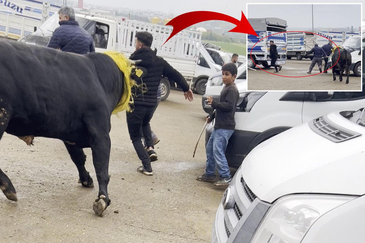 Canlı hayvan borsasında kaçan boğa paniğe neden oldu; o anlar kamerada