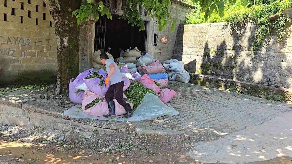 ÇAYKUR sezonun ilk gününde 900 ton çay aldı