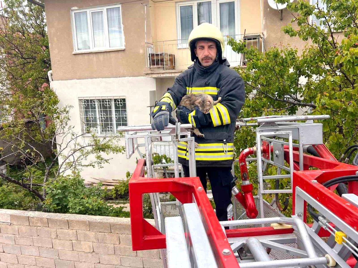 Erzincan'da çatıda mahsur kalan kedi itfaiye ekiplerince kurtarıldı