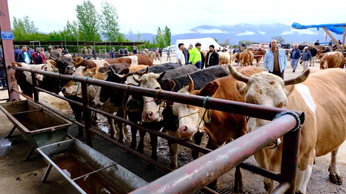 Erzincan'da hayvan pazarı hareketlendi: Sıkı pazarlıklar başladı