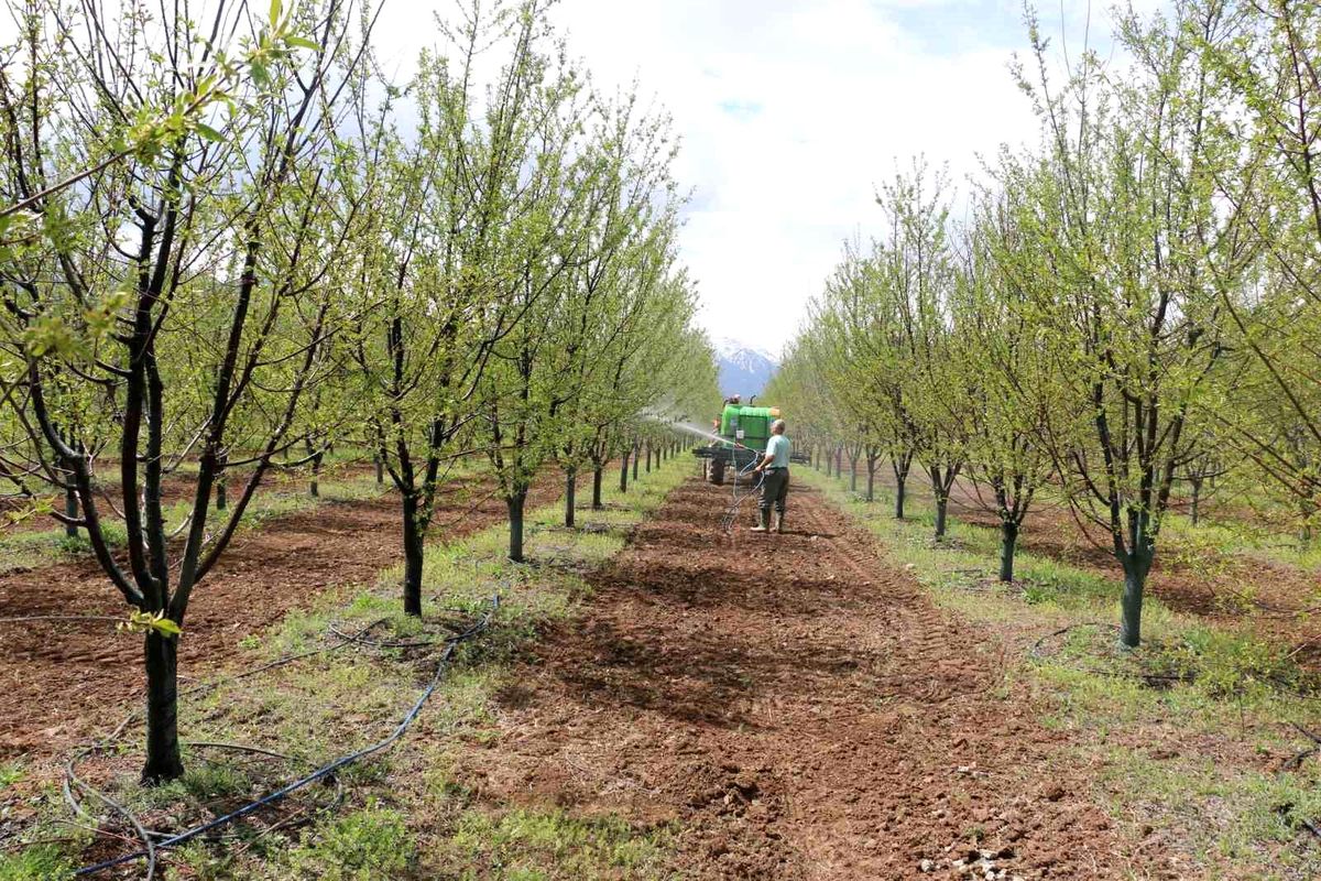 Erzincan'da meyve üreticilerine yağış sonrası ilaçlama uyarısı