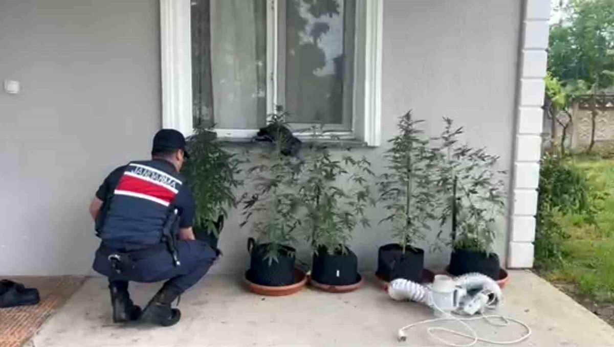 Evini kenevir bahçesine çeviren şahıs yakalandı