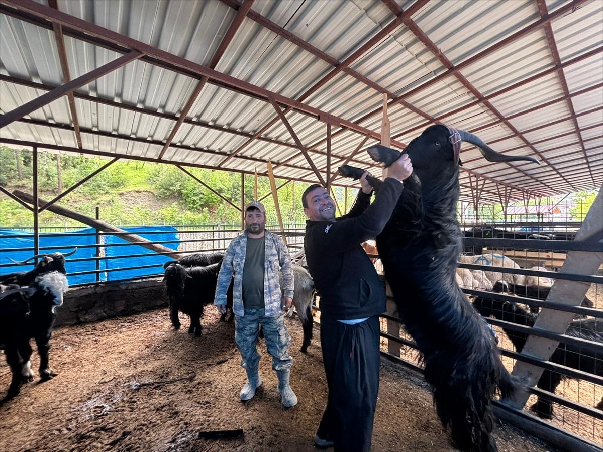 Feke'de canlı hayvan pazarlarındaki hareketlilik artmaya başladı