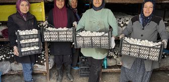 Yayladağı'nda Mantar Kooperatifi İstihdam Kapısı Oldu