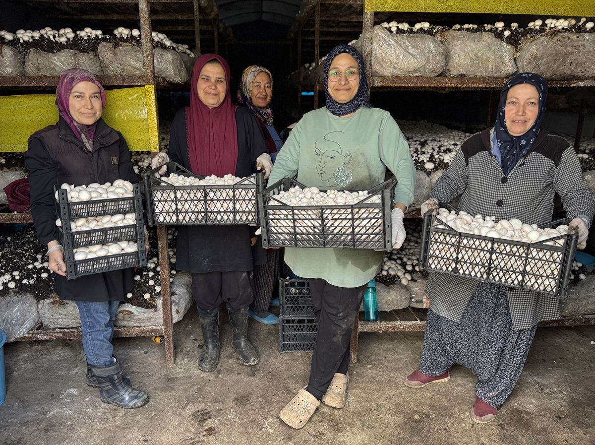Hatay'da kurulan kooperatifle ilçe halkı mantar yetiştiriciliğini öğreniyor