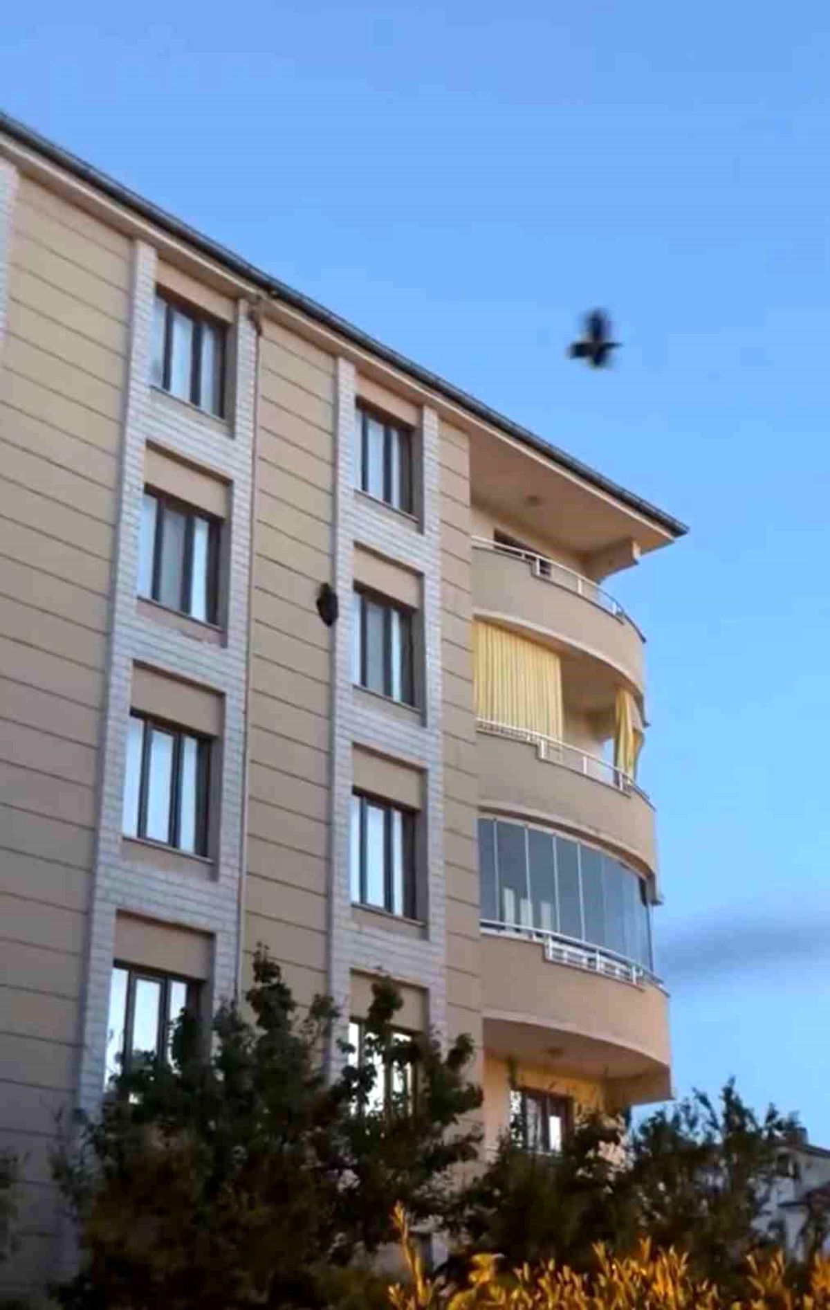 Iğdır'da kargaların saldırısına uğrayan saz delicesi kameraya yansıdı