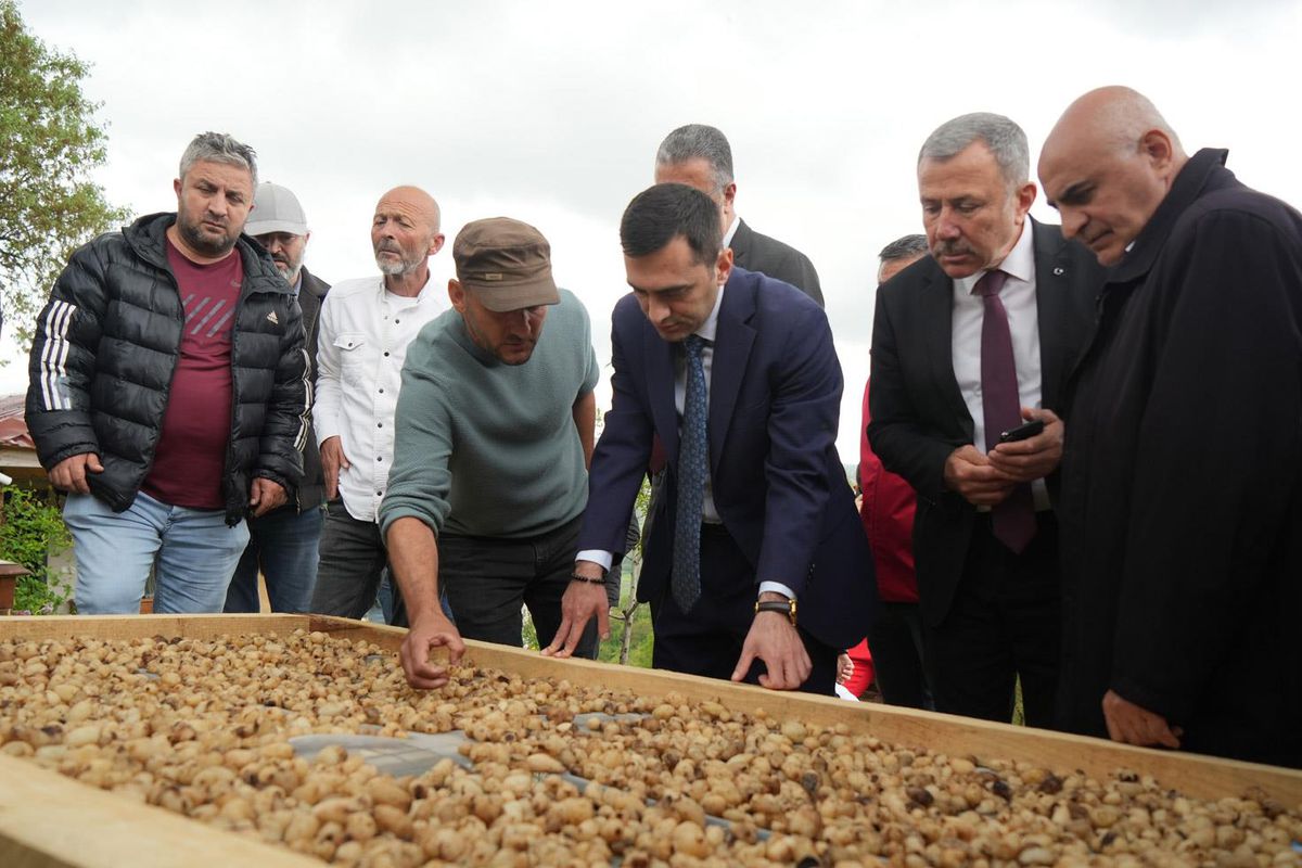 Kilosu 12 bin TL'den satılıyor! 'Topraktaki altın'ın hasadı başladı