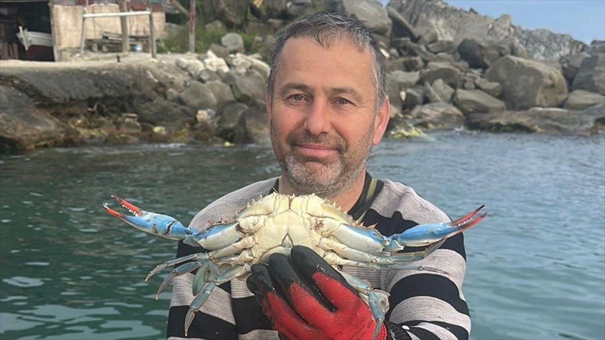 Karadeniz'de Nadir Görülen Mavi Yengeç Balıkçıların Ağına Takıldı