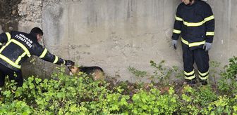 Niksar'da dere kanalına düşen köpek kurtarıldı
