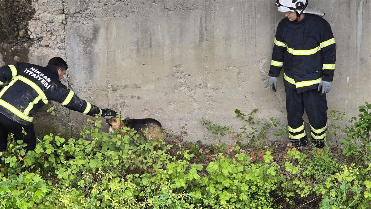 Niksar'da dere kanalına düşen köpek kurtarıldı