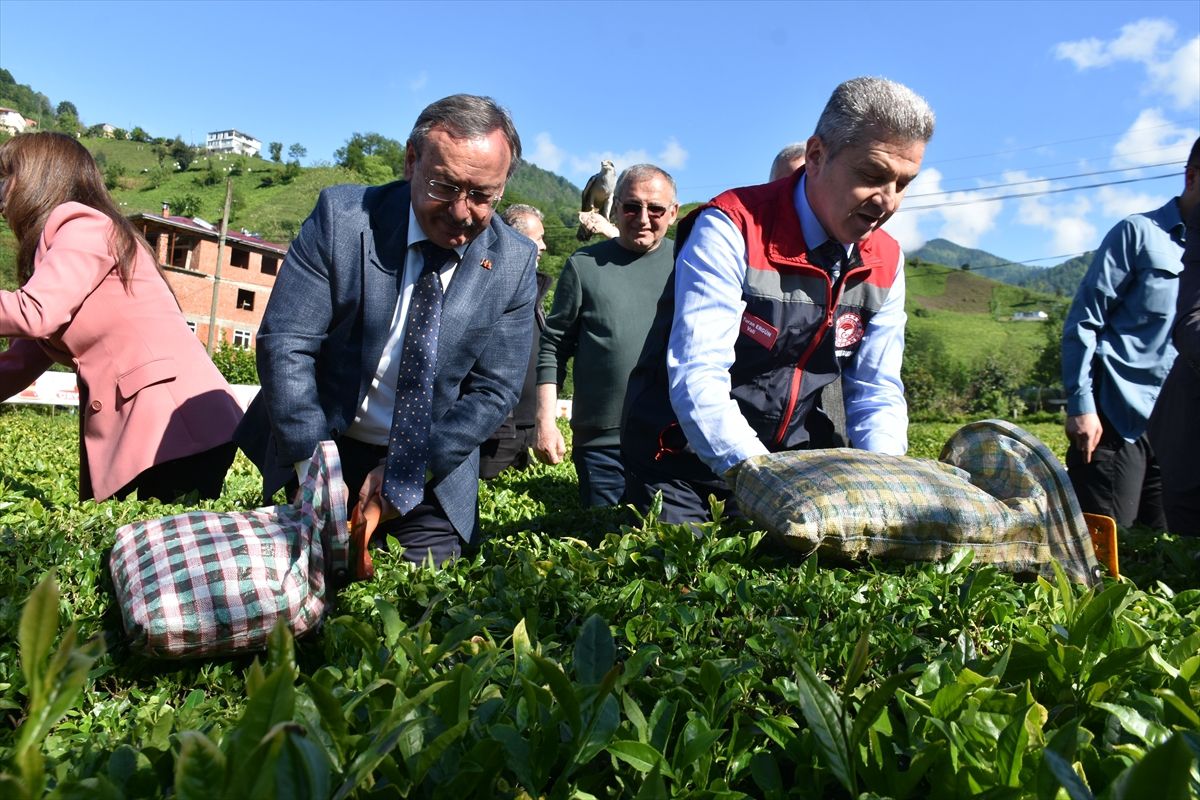 Artvin'de geleneksel çay hasadı etkinliği düzenlendi