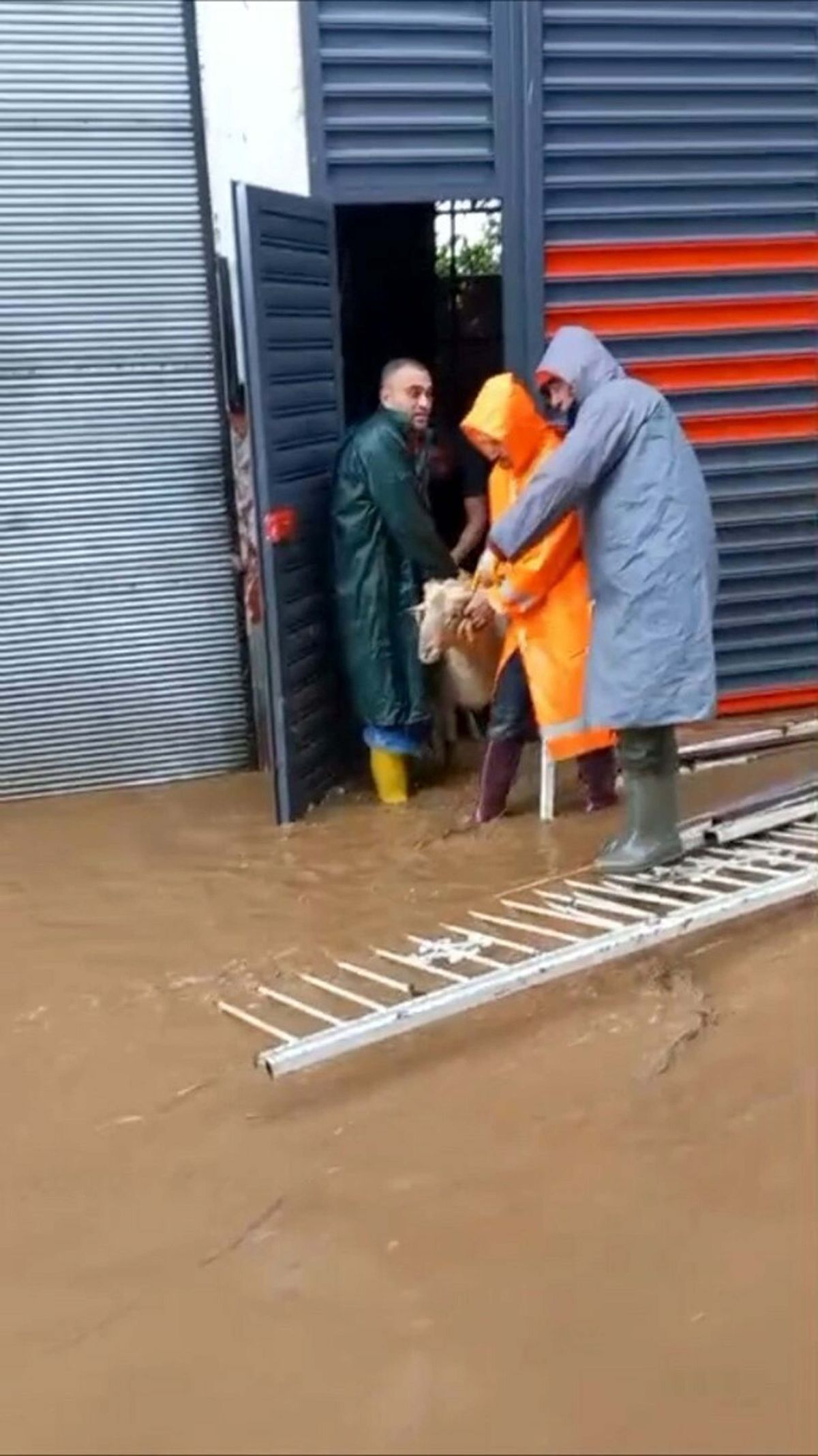 Aydın'da sağanak v e fırtına; mahsur kalan küçükbaş hayvanlar kurtarıldı
