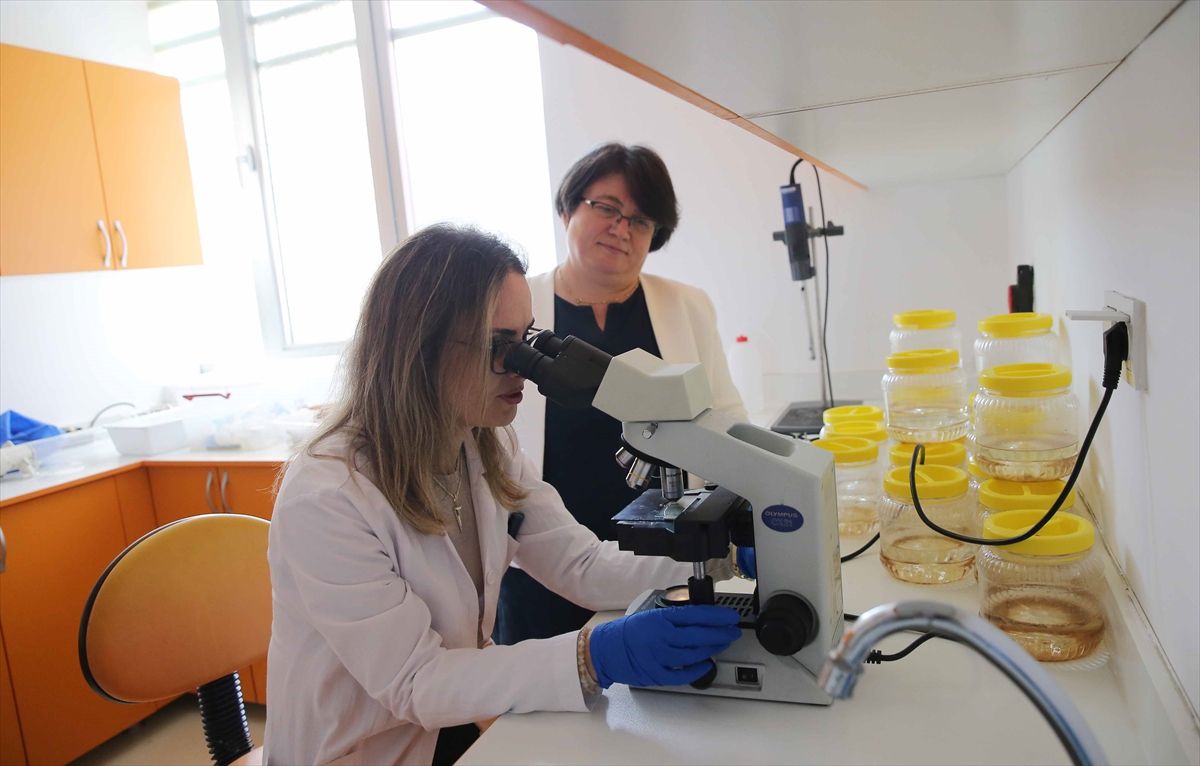 Bilim insanları denizanası ve anemon türü zehirlerini kolon kanseri hücrelerinde test etti