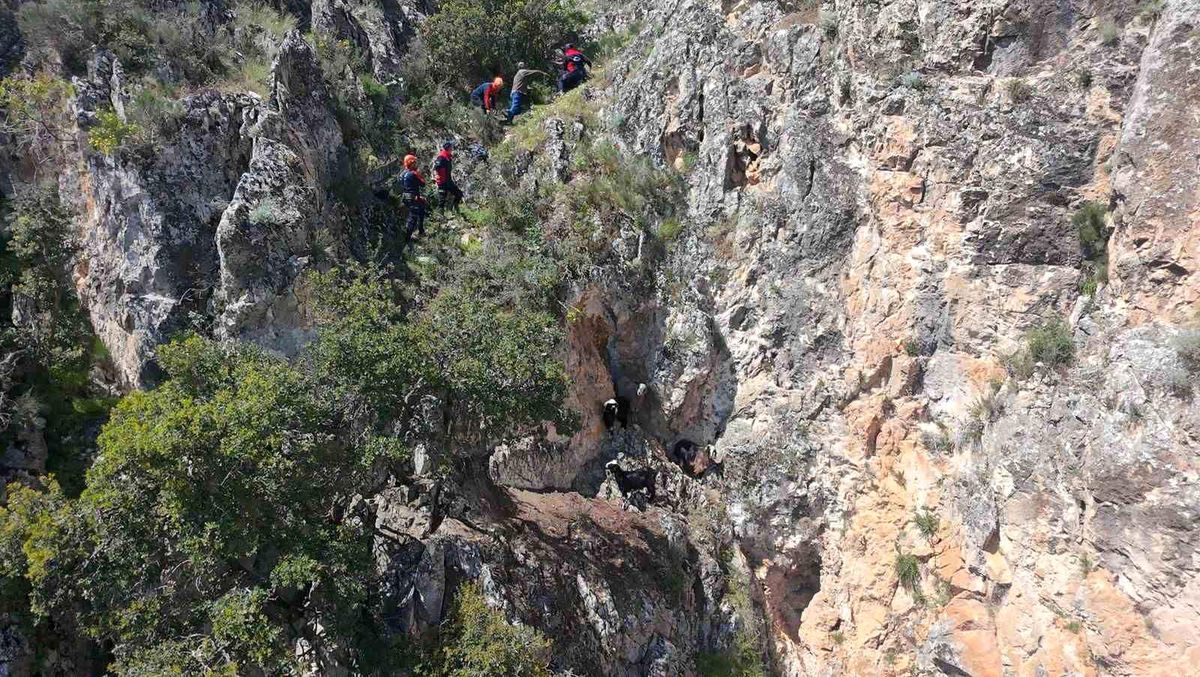 Dağda mahsur kalan keçiler kurtarıldı
