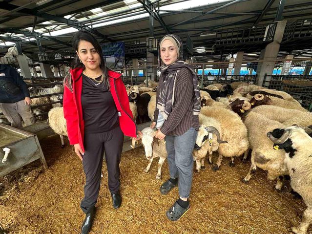 İki genç kuzen celep, Bursa'daki kurban pazarında rekabeti artırdı
