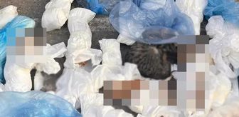 İzmir'de çöp konteynerleri önünde 33 kedi ölü bulundu